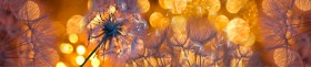 Кухонный фартук Мерцание Одуванчики золотистые 3 серебро в Красном Яре - krasnyj-yar.katalogmebeli.com | фото 1